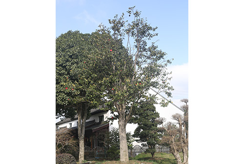 園林一角