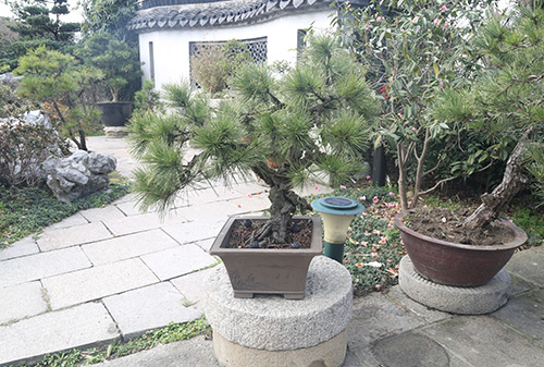 園林一角