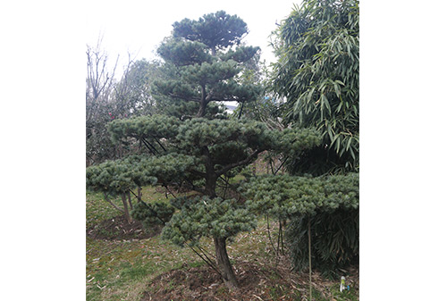 園林一角